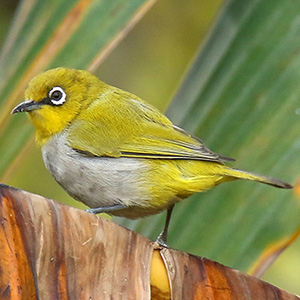 Oriental White-eye